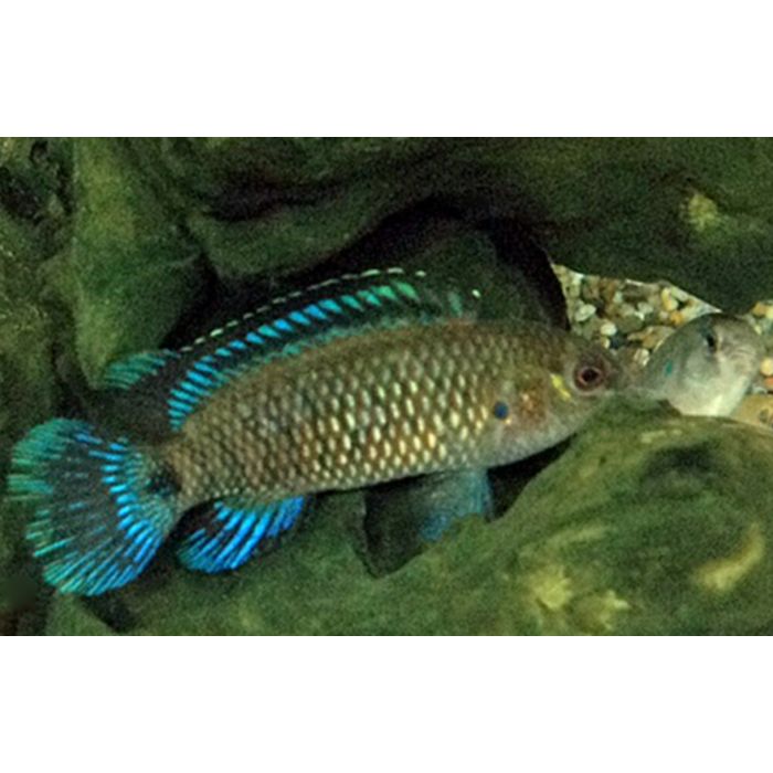 Badis Badis Blue / Blaubarsch Indien