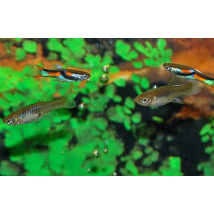 Endler guppen Poecilia wingei