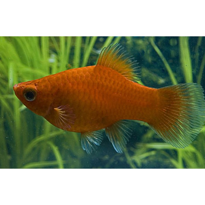 Xiphophorus Maculatus Platy Red