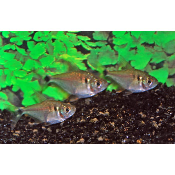 Tetragonopterus Argenteus