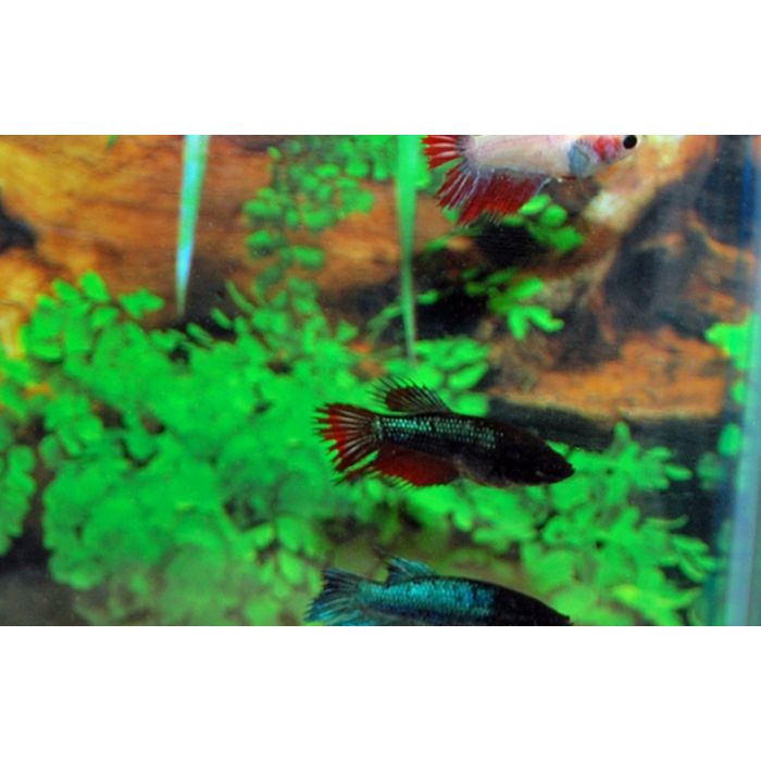 Betta Splendens Kempvis Crowntail