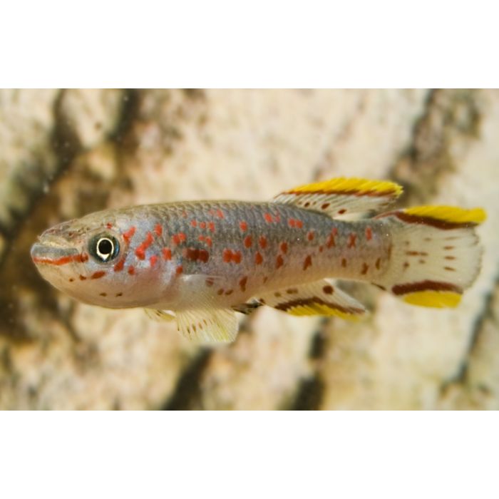 Fundulopanchax Gardneri  / Killivis Gardneri