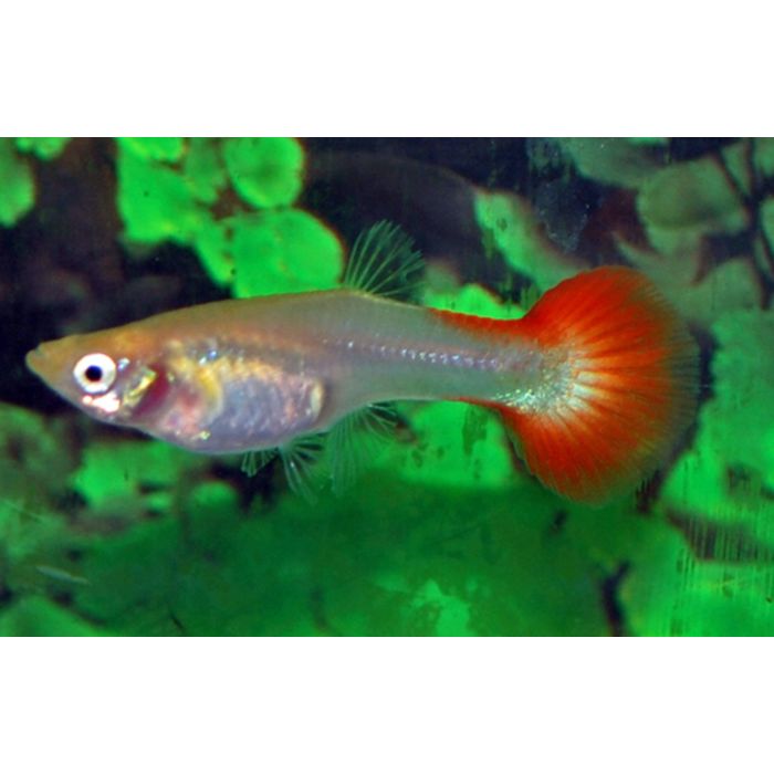 Poecilia Reticulata Gup Platinum Red Female M