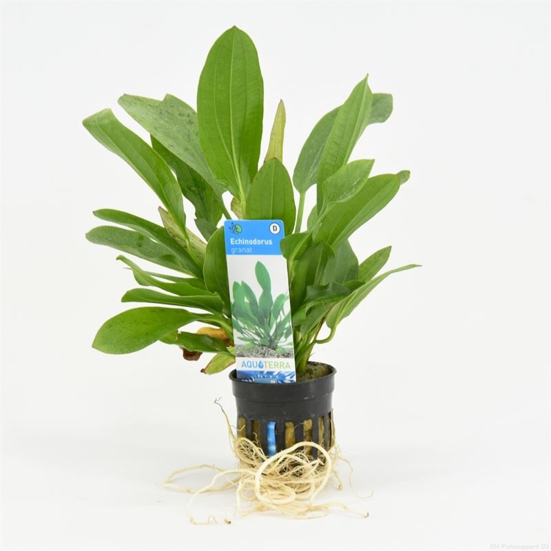 Echinodorus granat