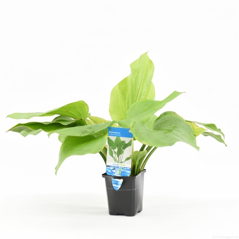 Echinodorus argentinensis (P9)