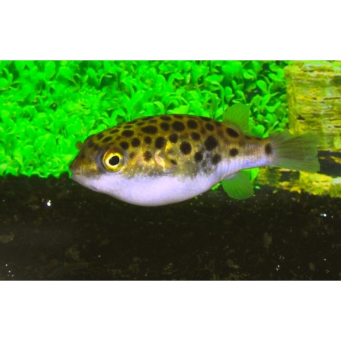 Dichotomyctere Nigroviridis Gespotte Kogelvis Thailand