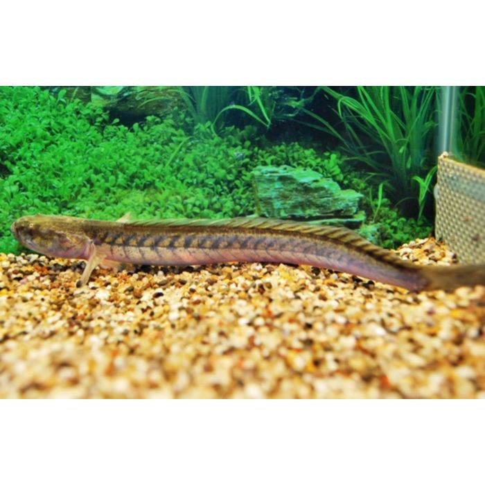 Gobioides Broussonnetii Drakenkopvis