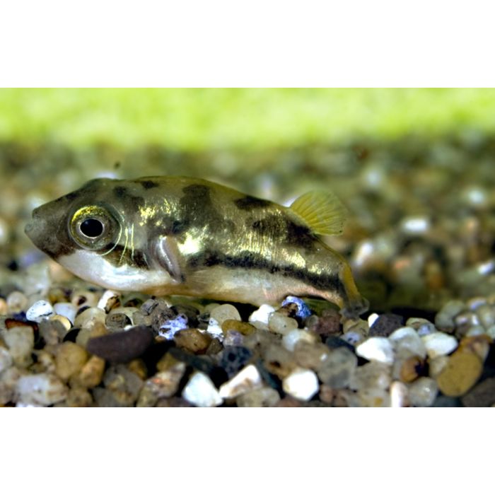 Tetraodon Travancorius / Dwergkogelvis