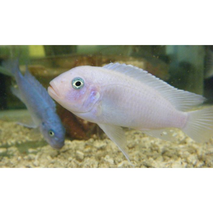 Pseudotropheus Callainos