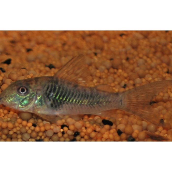 Corydoras Septentrionalis / Pantsermeerval Septentrionalis