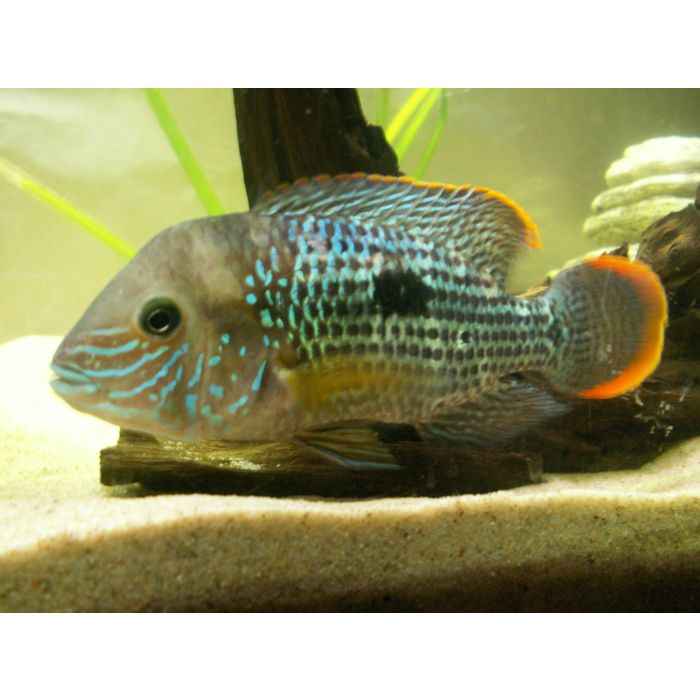Aequidens Rivulatus Esmeralda Cichlide / Groene Terror