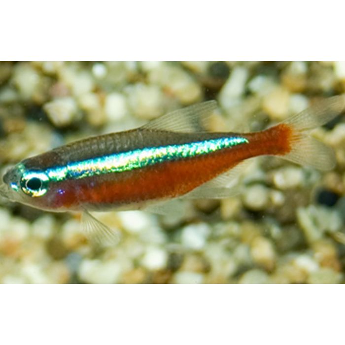 Paracheirodon Axelrodi Kardinaal Tetra Small