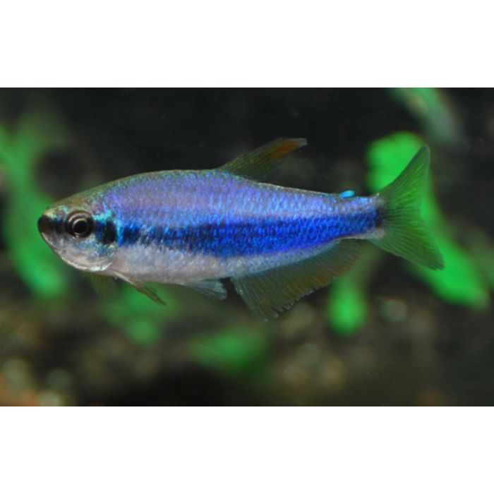 Inpaichthys Kerri / Blauer Königslachs