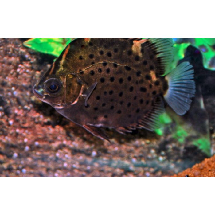 Scatophagus Rubrifrons / Rode Argus Azie