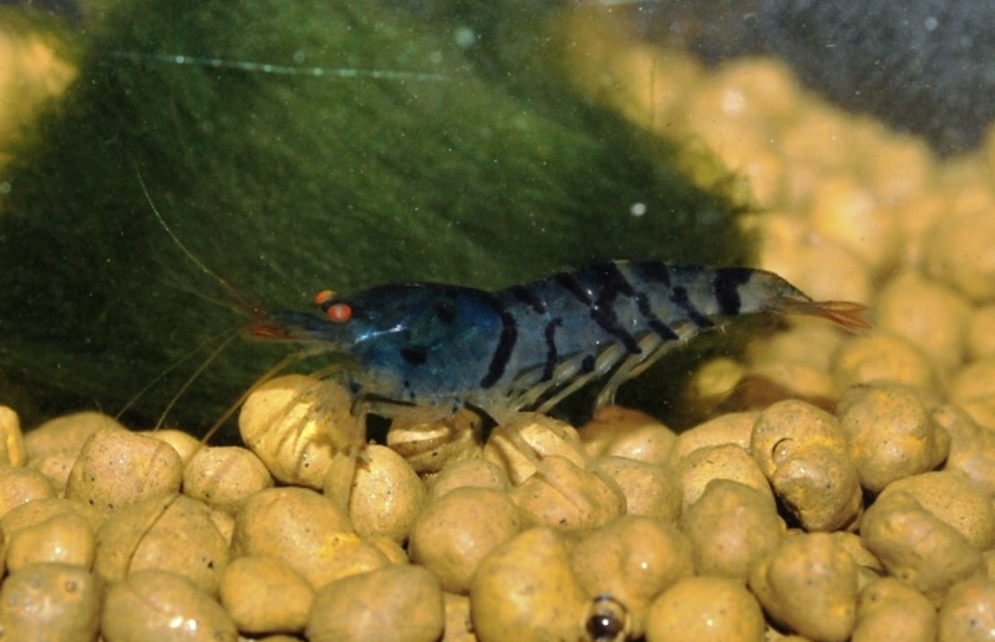 Caridina cantonensis - Golden Eye Blue Tiger