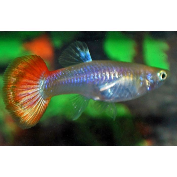 Poecilia Reticulata Gup Sunset Female M