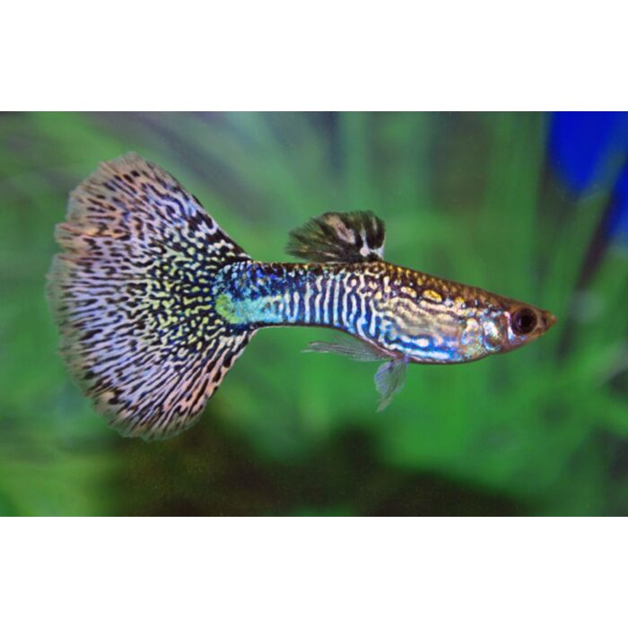Poecilia Reticulatus Mosaic Green Male / Gup Mosaic Groen Man