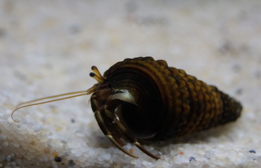 Clibanarius Africanus - Afrikaanse Heremietkreeft