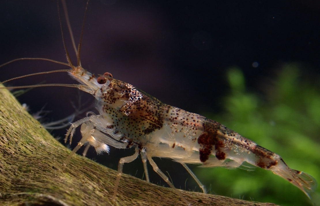 Caridina cf. breviata - Hommelgarnaal
