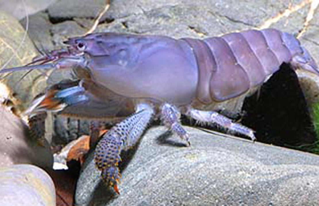 Atya Gabonensis - Blauwe Waaierhandgarnaal