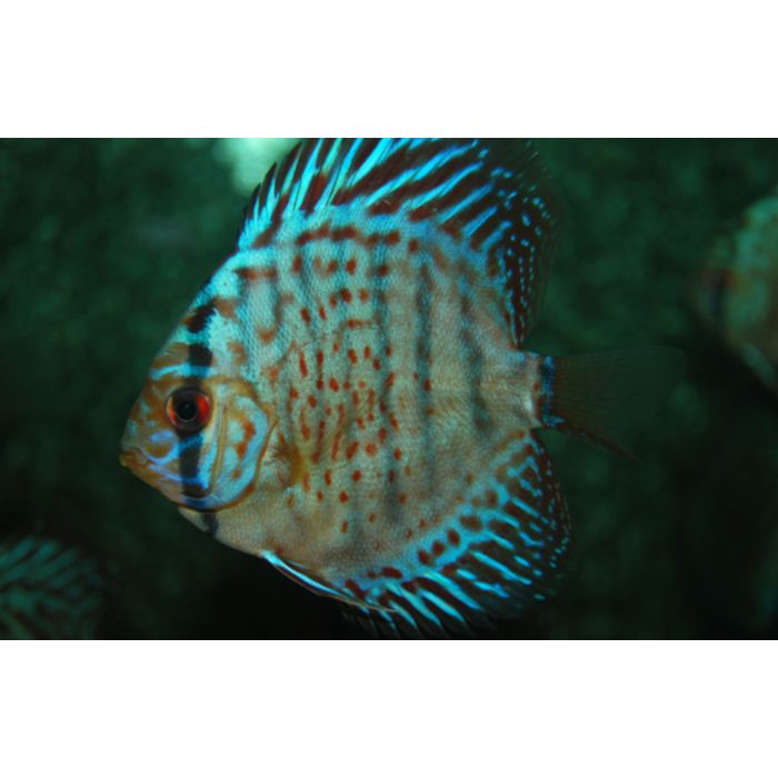 Discus Leopard