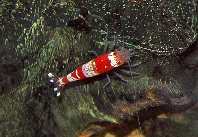 Caridina cf. cantonensis - Crystal Red