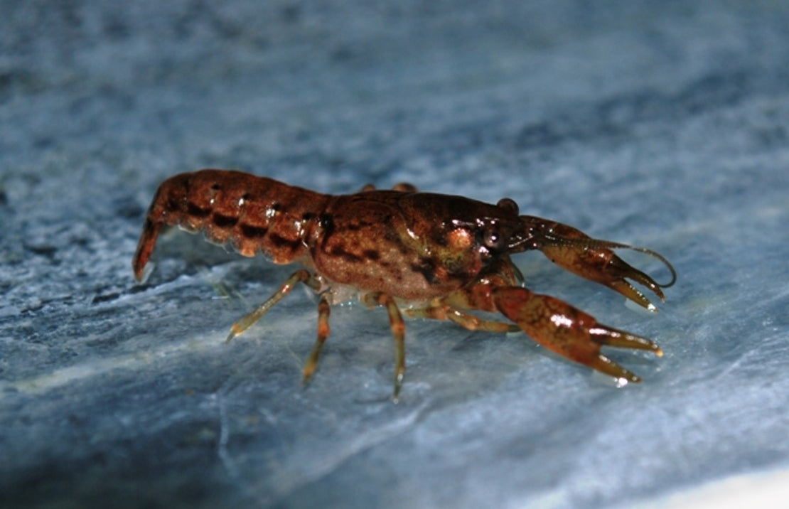 Cambarellus puer - Moeras Dwergkreeft