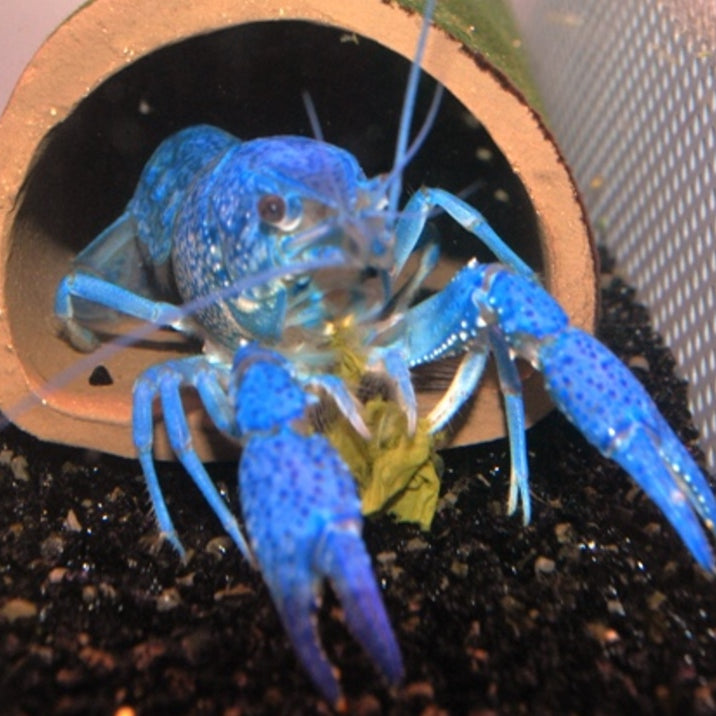 Procambarus alleni - Blauwe Floridakreeft