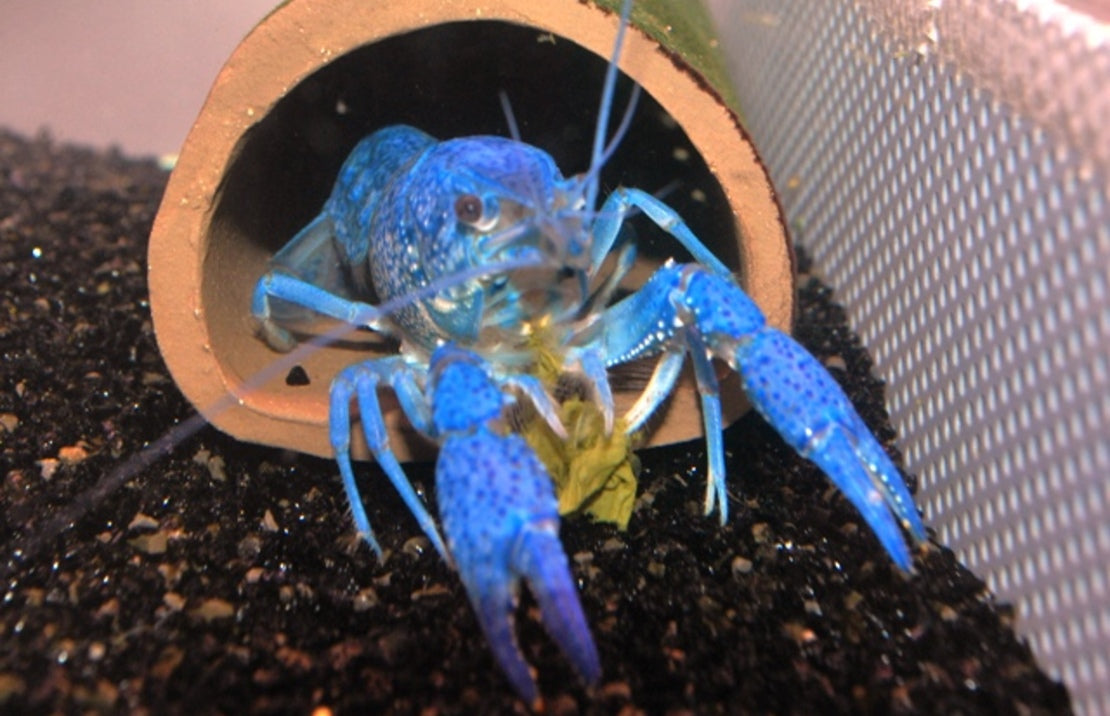 Procambarus alleni - Blauwe Floridakreeft