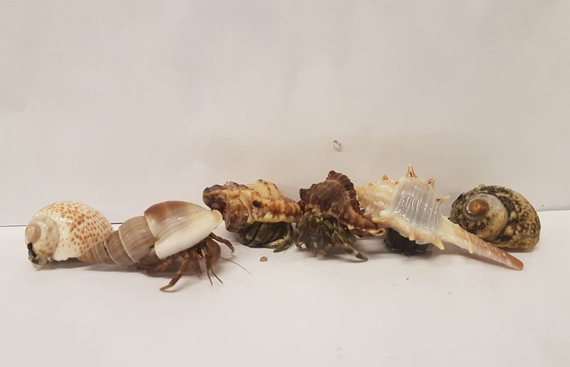 Coenobita rugosus - Heremietkreeft Rugosus