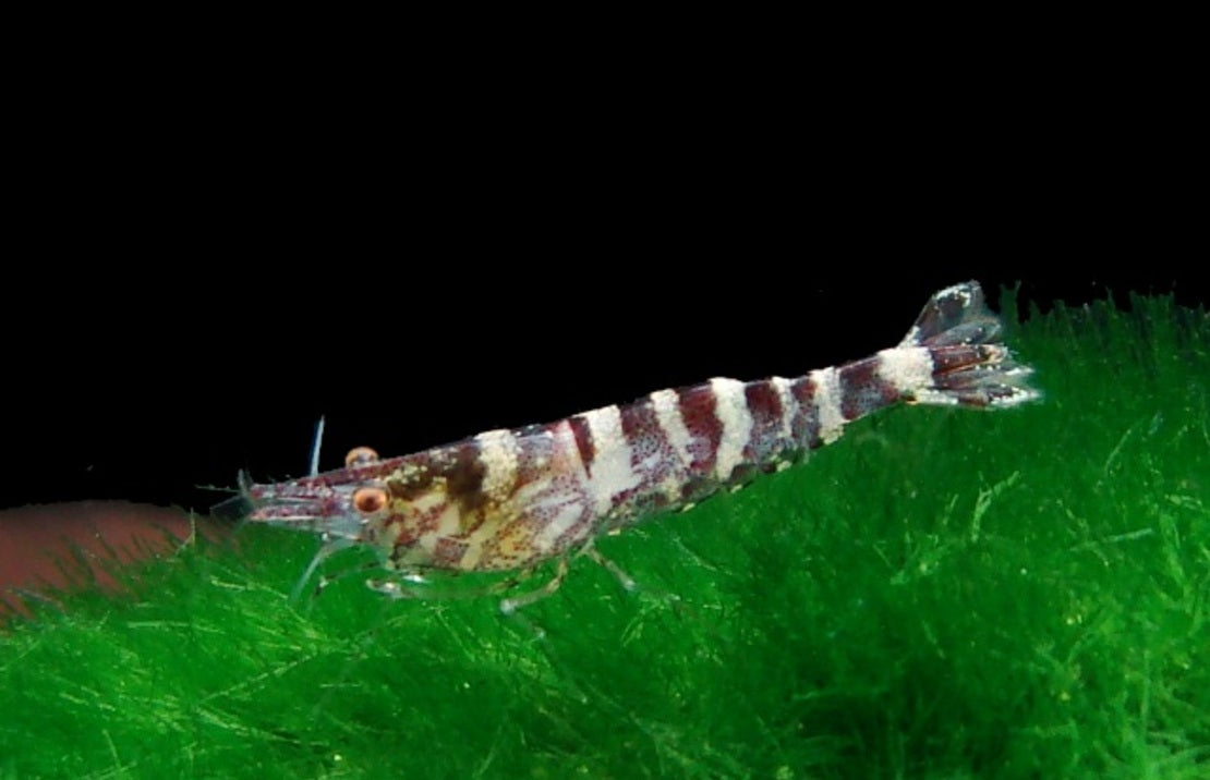 Caridina serratirostris - Ninja Garnaal