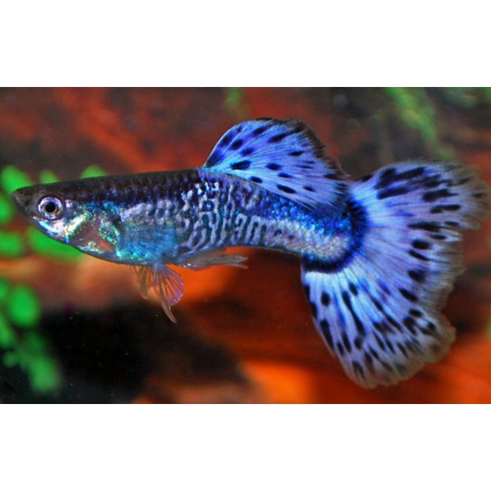 Poecilia Reticulata Snakeskin Blauw