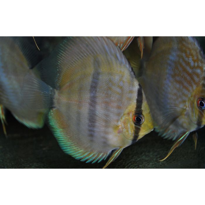 Wildvang Rio Ninin Discusvis