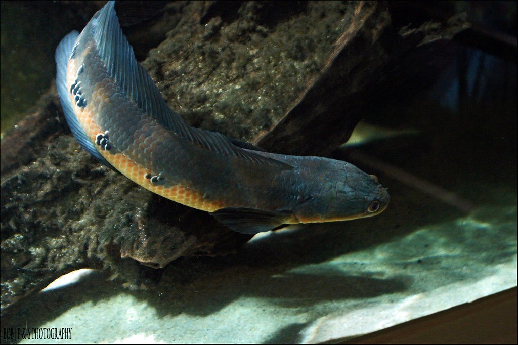 Channa Marulioides Red / Keizer Slangekopvis
