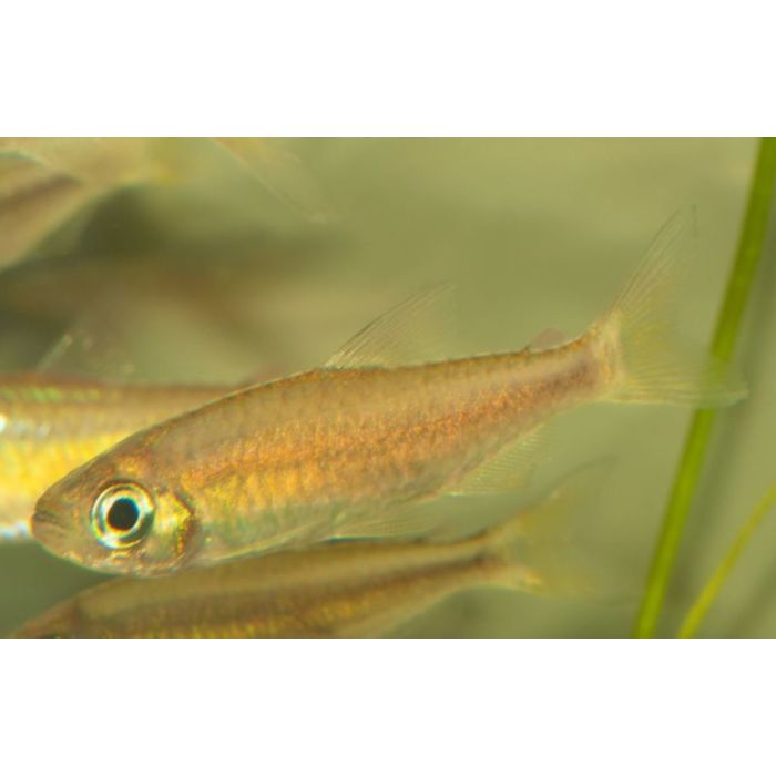 Phenacogrammus Sp. Red Makoua