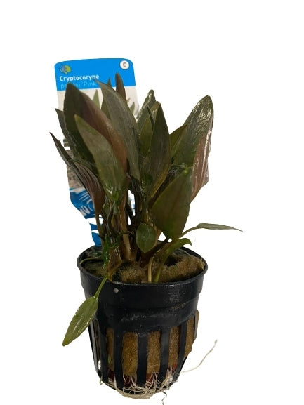 Cryptocoryne petchii pink