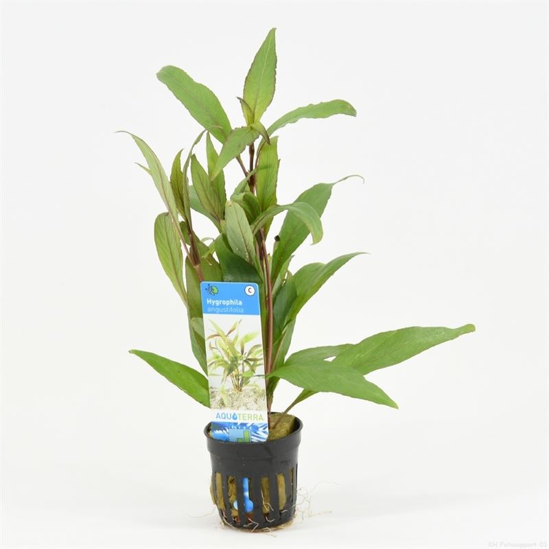 Hygrophila angustifolia