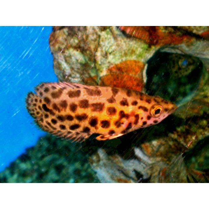 Ctenopoma Acutirostre / Leopardgurami