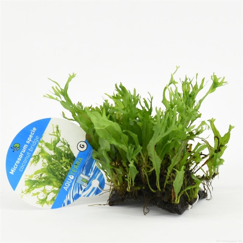 Cocosnoot brug met microsorum speci