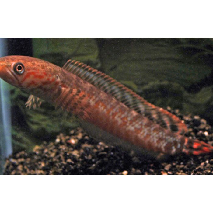 Channa Bleheri / Slangenkopvis