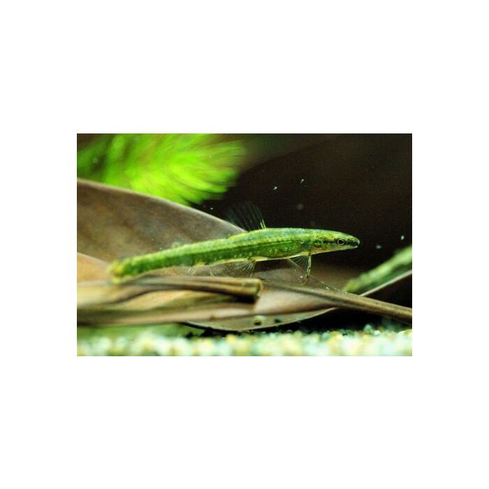 Ammocryptocharax Elegans / Groene Grondel