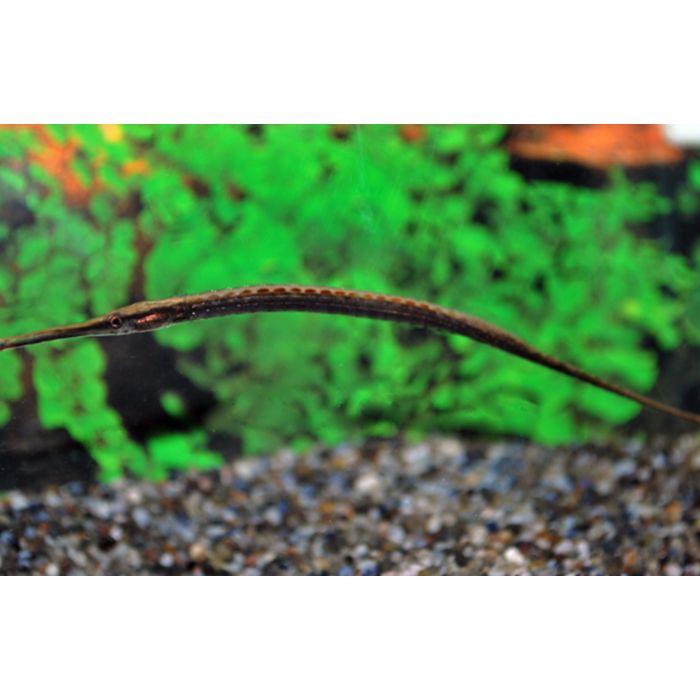 Microphis Lineatus / Naaldvis Nigeria