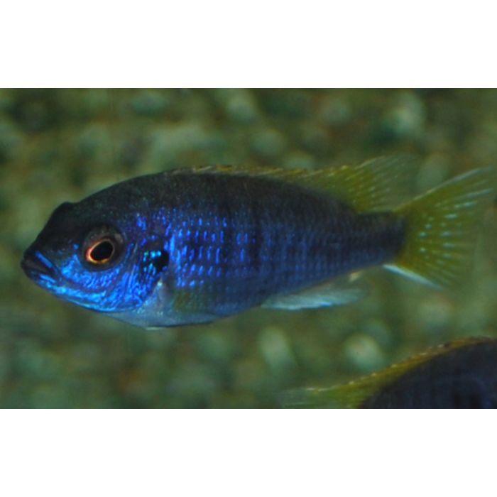 Pseudotropheus Acei Luwala