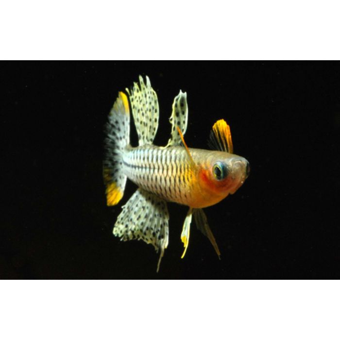 Pseudomugil Gertrudae Aru 2 / Gertrudes Regenboogvis