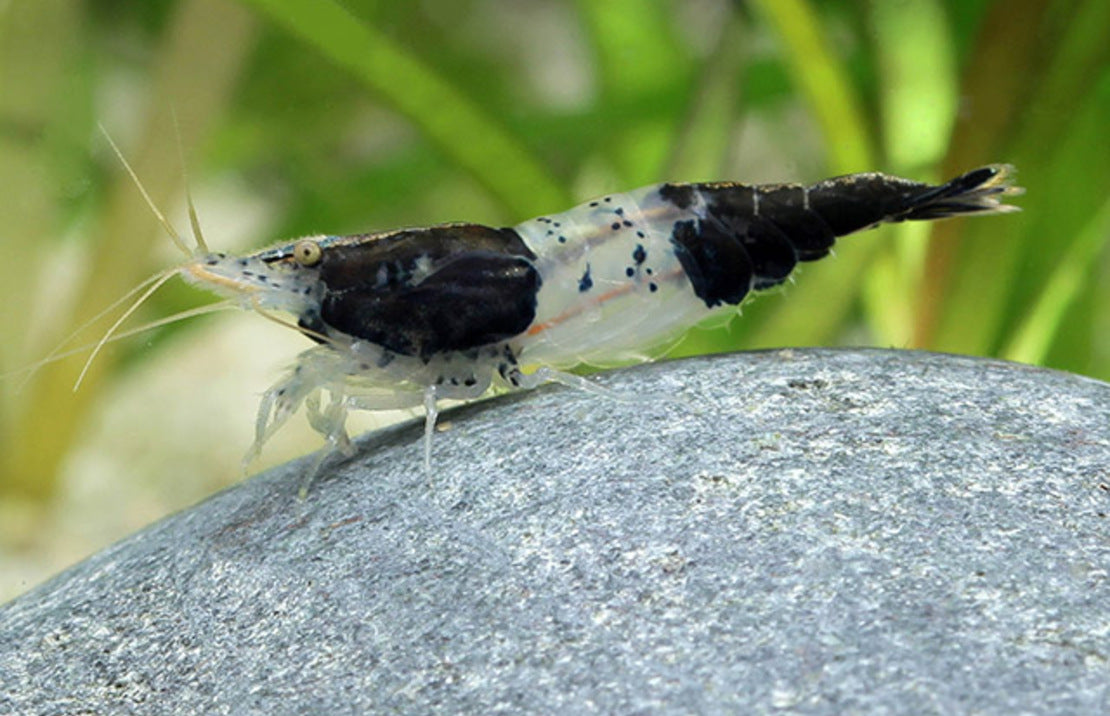 Neocaridina davidi - Black Rili