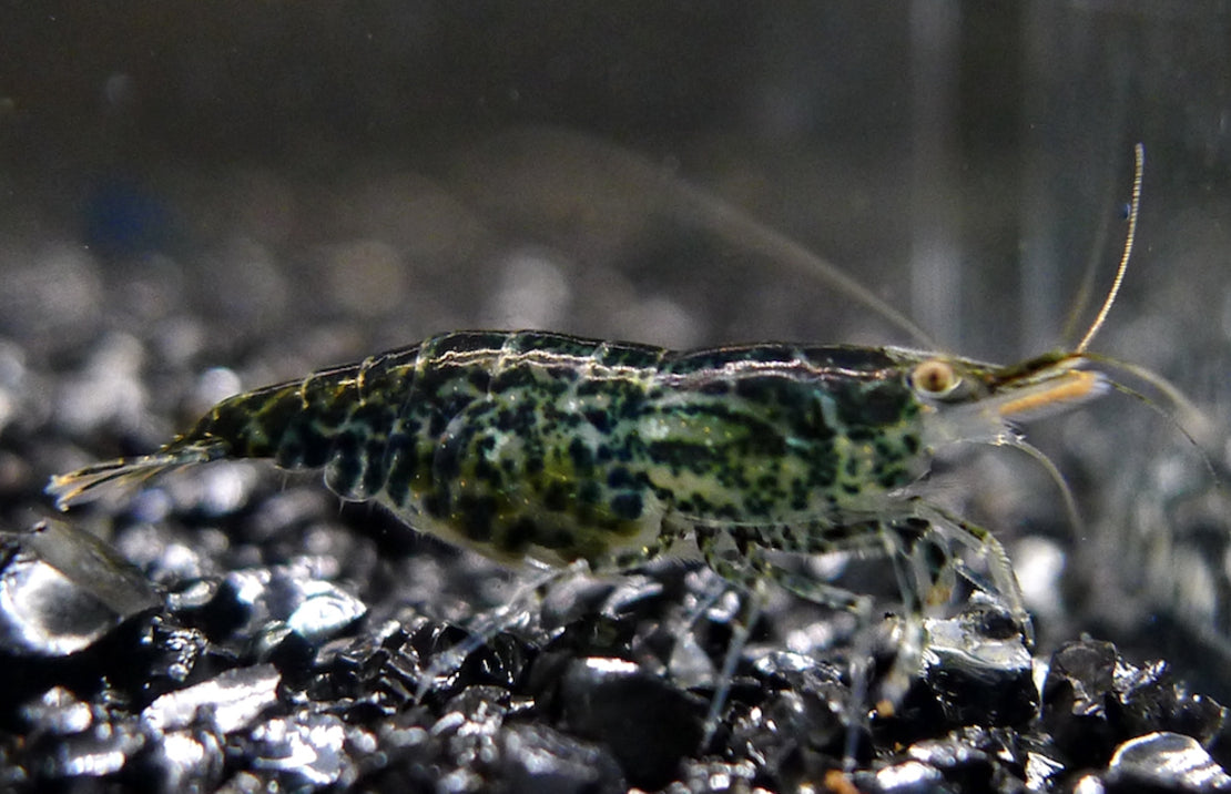 Neocaridina davidi - Green Jade Garnaal
