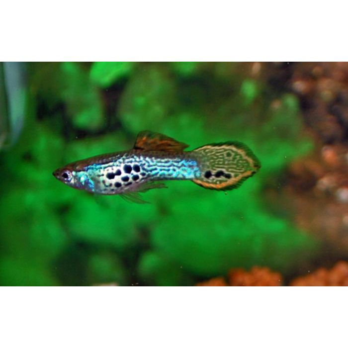 Poecilia reticulata Gup Galaxy Man/vrouw