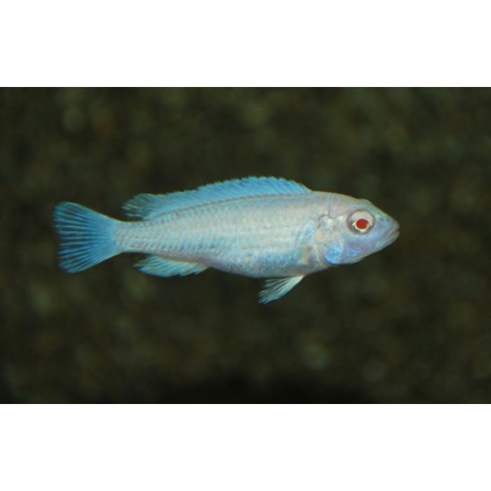 Pseudotropheus Socolofi Albino / Ijsblauwe Malawi Cichlide Albino