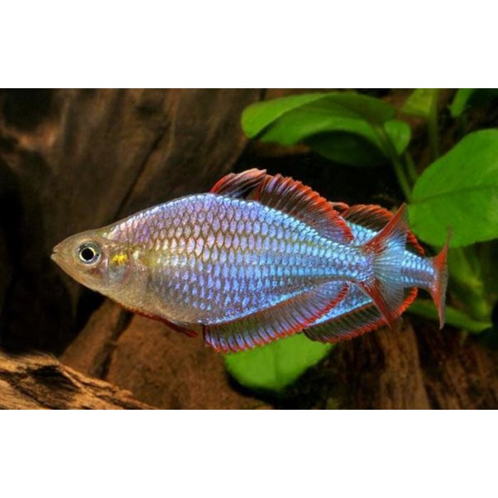 Melanotaenia Praecox Neon Regenboogzalm