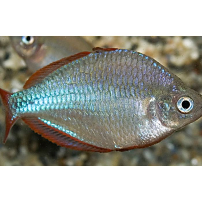 Melanotaenia Praecox Balloon